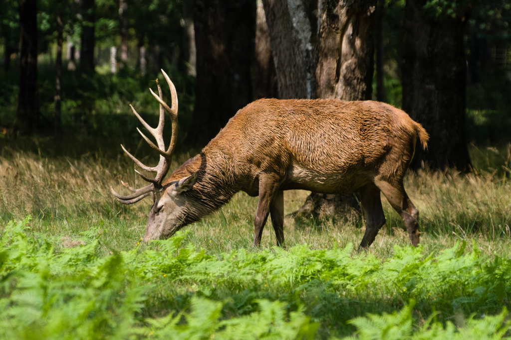 Parc de la haute Touche; cerfs élaphe