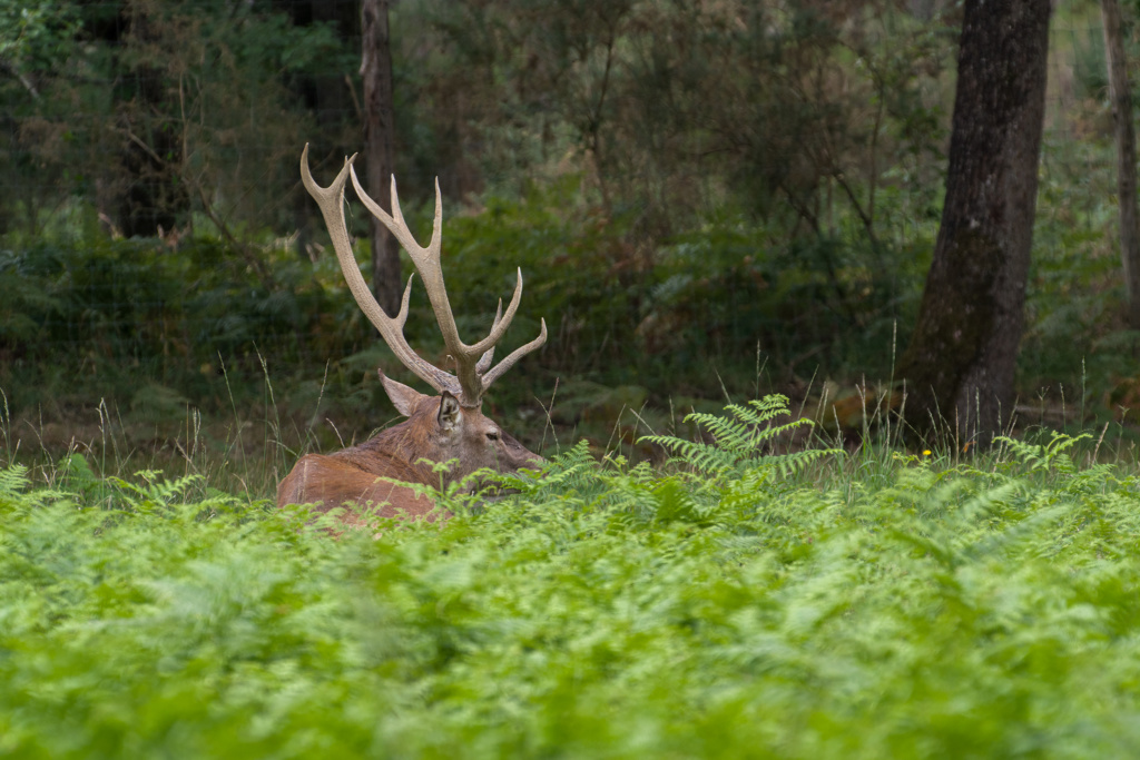 Parc de la haute Touche; cerfs élaphe