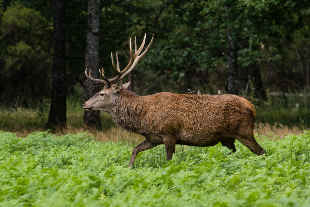 Parc de la haute Touche; cerfs élaphe