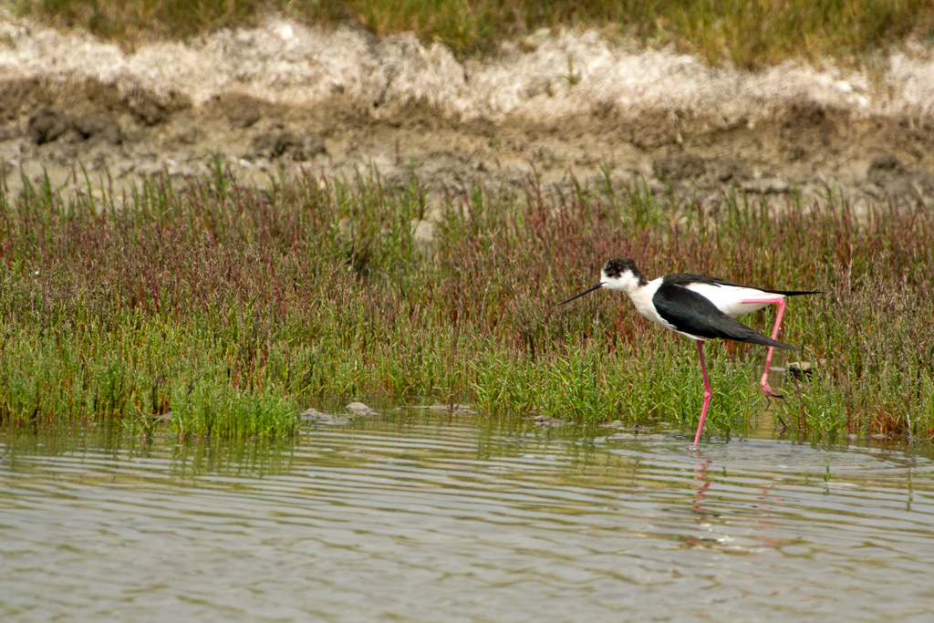 Noirmoutier