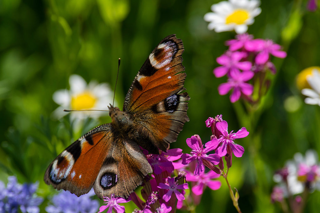 Fleurs des champs; papillon